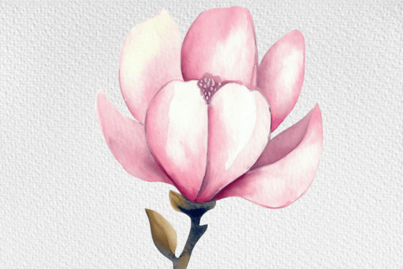 Download Watercolor Magnolia Flower Clipart PNG - Art Collection
