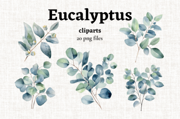 Download Watercolor Eucalyptus Leaves Clipart 20 - Art Collection