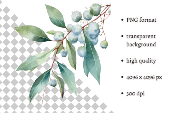 Download Watercolor Eucalyptus Leaves Clipart - Art Collection